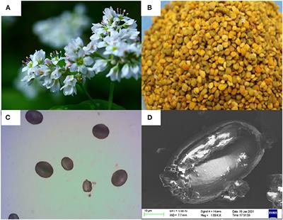 Protective Mechanism of Fagopyrum esculentum Moench. <mark class="highlighted">Bee Pollen</mark> EtOH Extract Against Type II Diabetes in a High-Fat Diet/Streptozocin-Induced C57BL/6J Mice